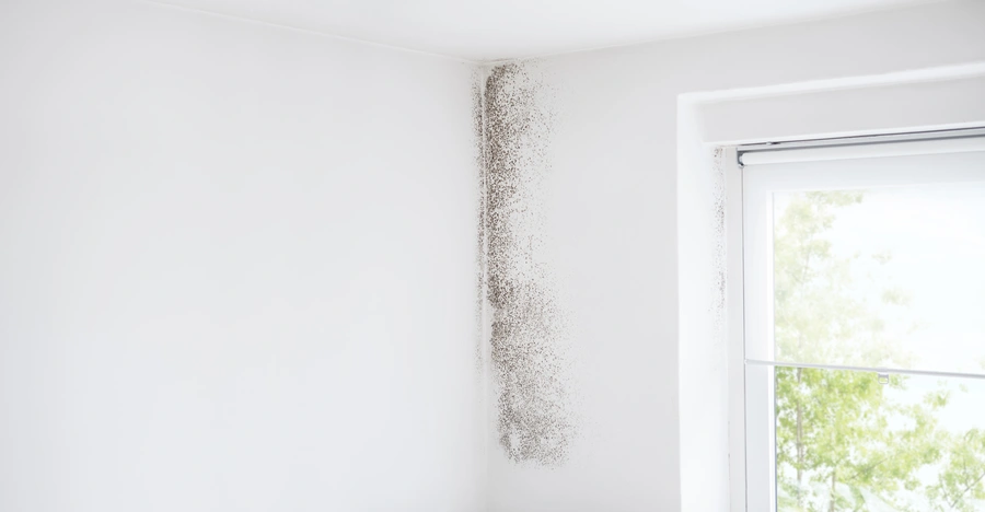 Quality Mold Remediation Services Ewing NJ Quality Mold Remediation Services Ewing NJ